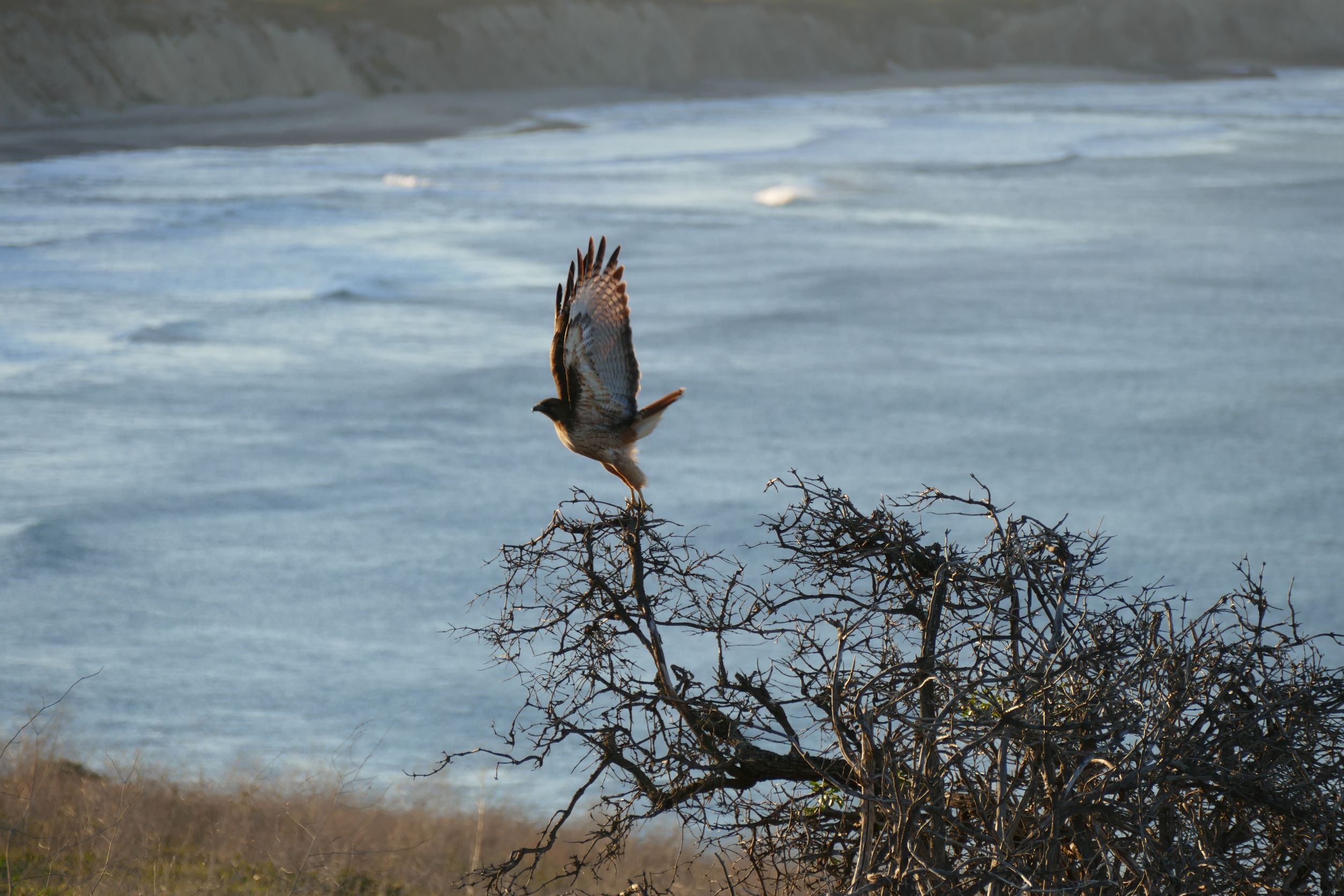 Red tailed hawk leaping from tree.