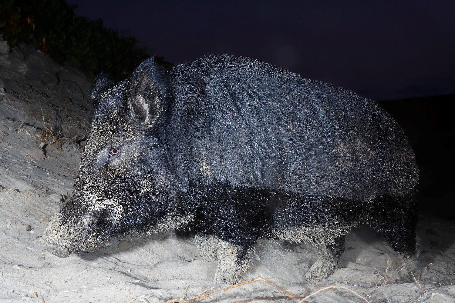 A wild pig on the sand at the beach at night.